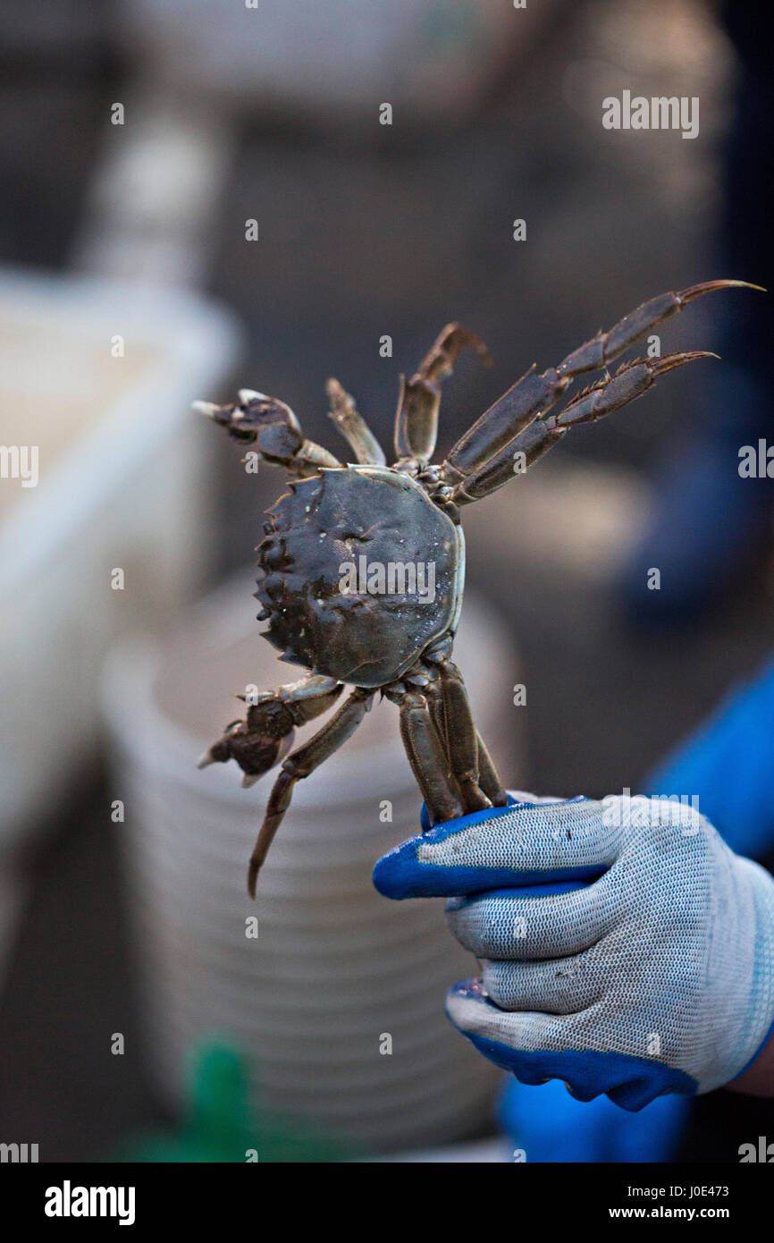 Fisherman holding crab on fish market Stock Photo Alamy
