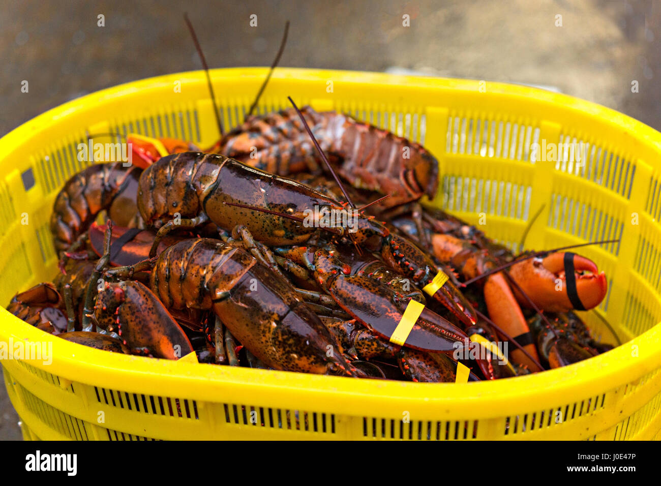 Lobsters in plastic basket on fish market Stock Photo Alamy