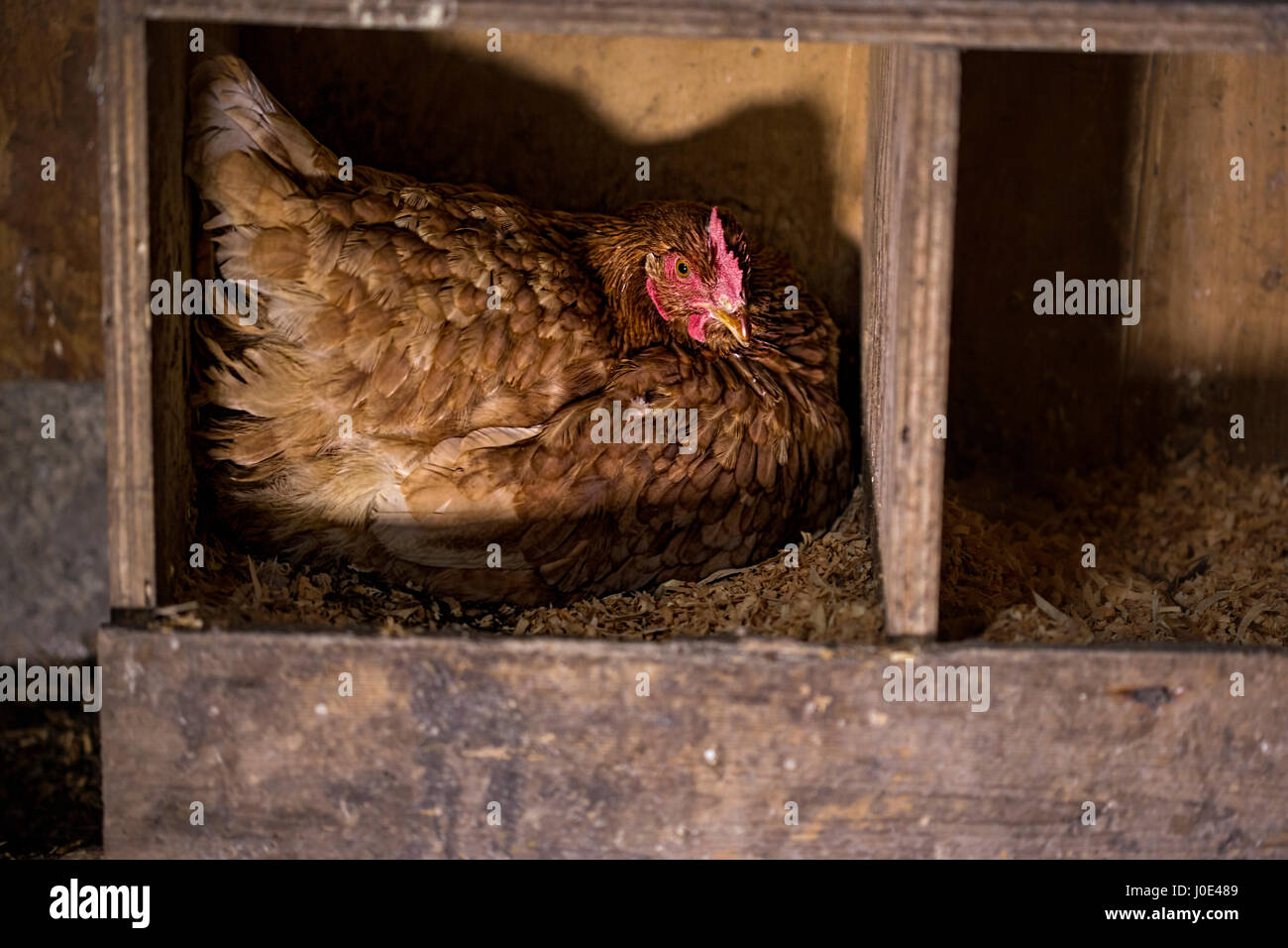Hen on the farm laying eggs Stock Photo Alamy