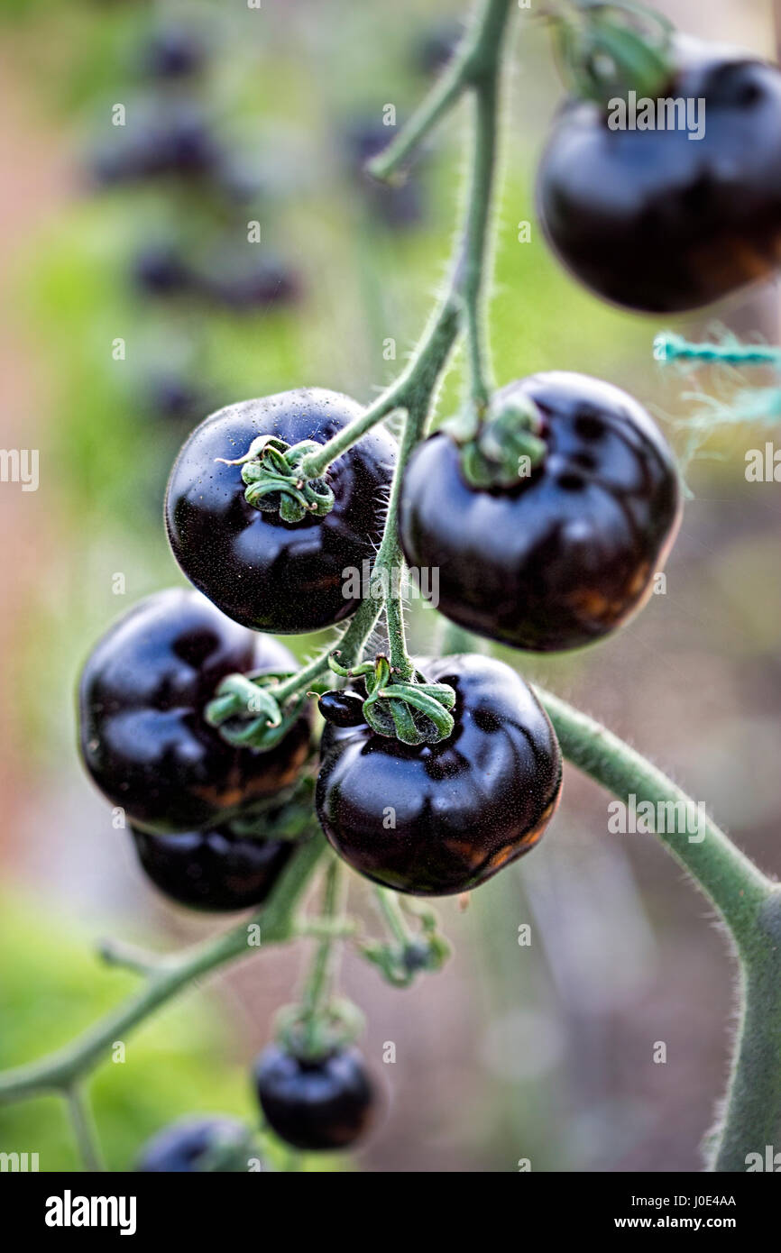 Indigo Rose Black tomato vine garden Stock Photo - Alamy