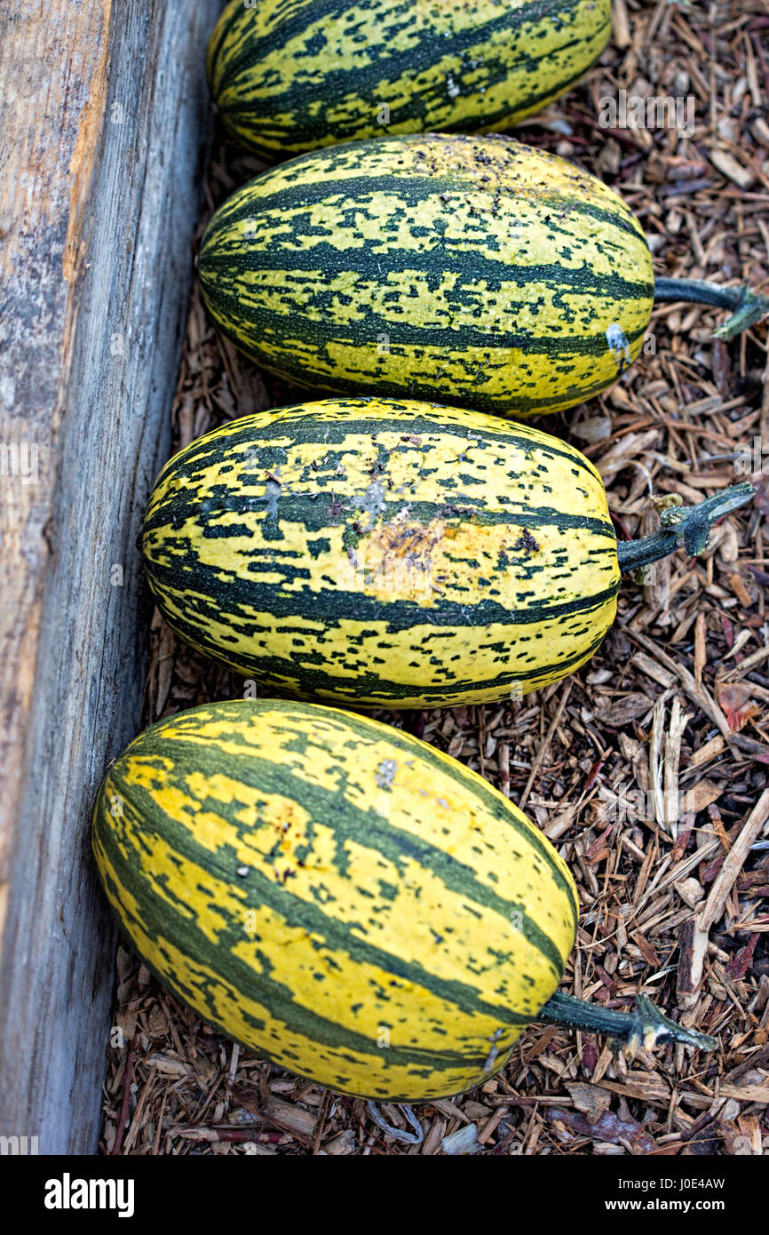 Delicata winter squash Stock Photo