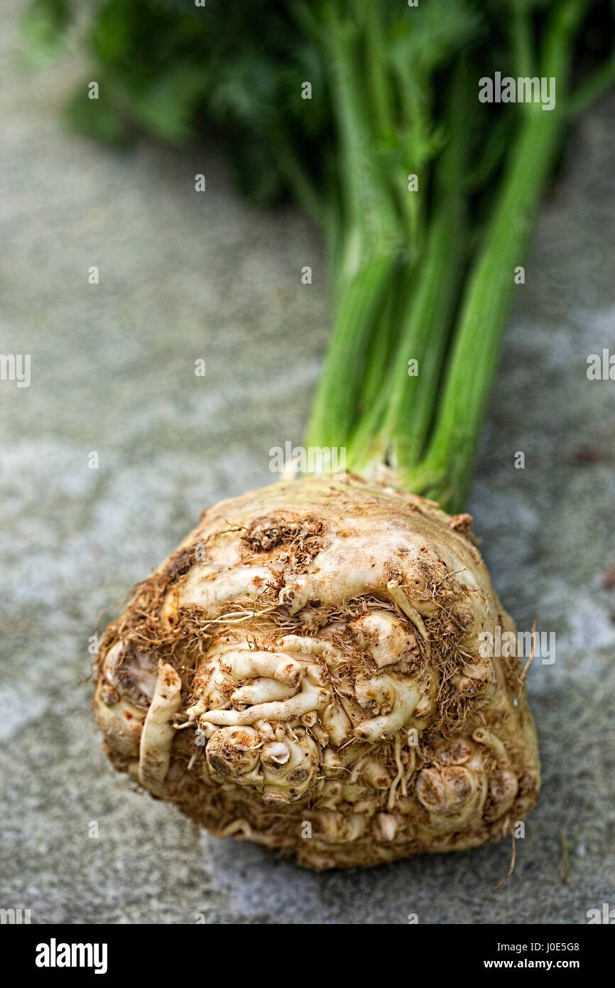 Celery root on white background Stock Photo Alamy