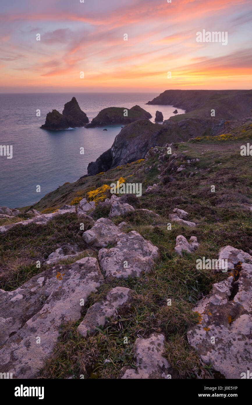 Kynance Cove Sunset Cornwall Hi res Stock Photography And Images Alamy kynance-cove-sunset-cornwall-hi-res-stock-photography-and-images-alamy