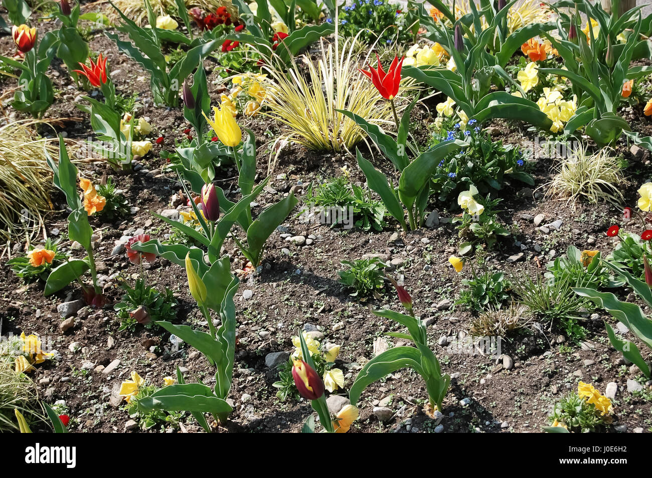 Red and yellow tulips in the spring on the flowerbed Stock Photo - Alamy
