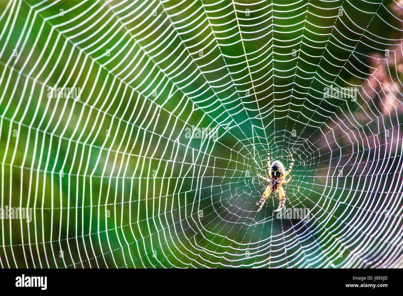 Cobweb mountain hi-res stock photography and images - Alamy