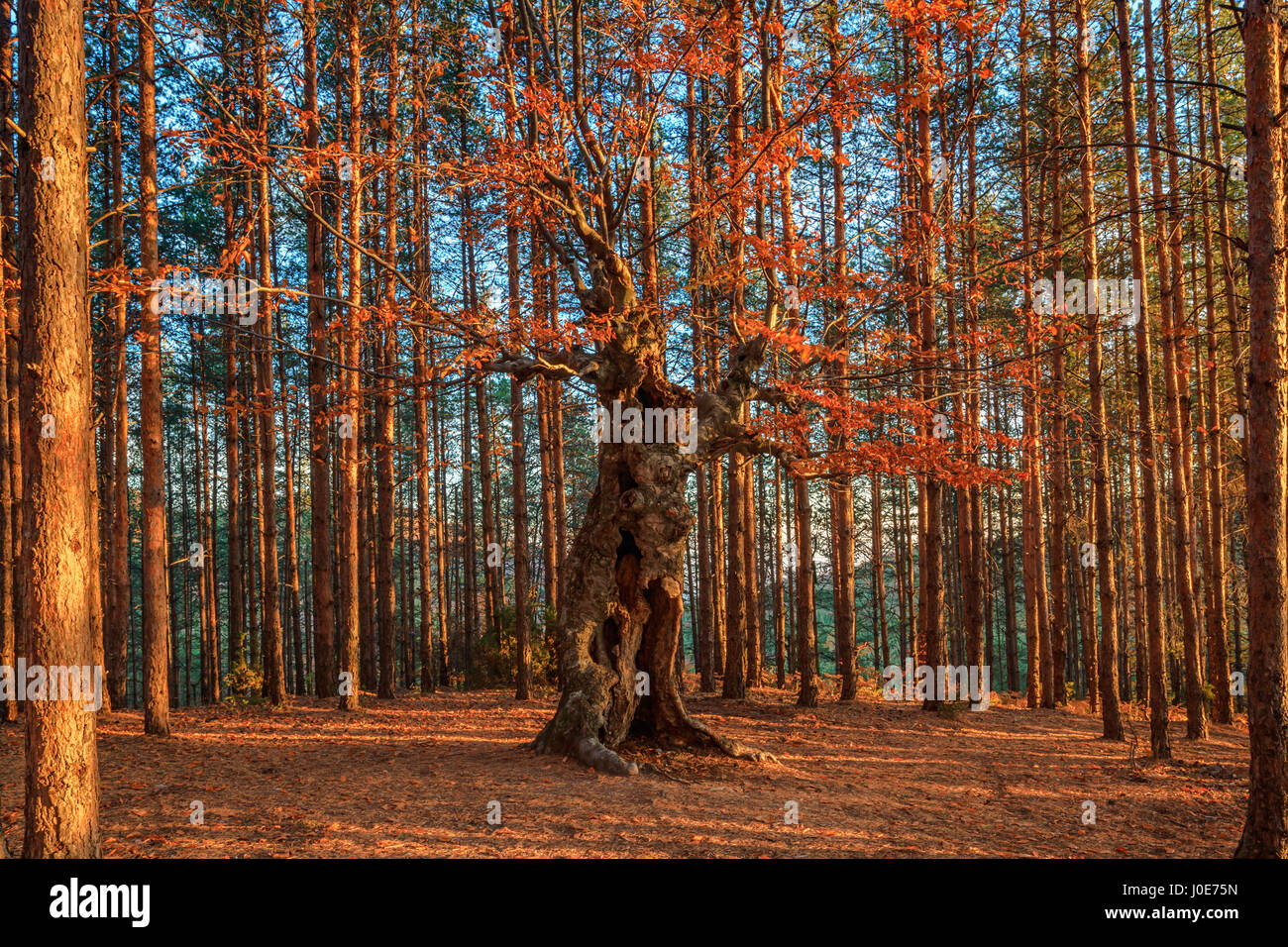 Old deciduous tree among a pine forest Stock Photo Alamy