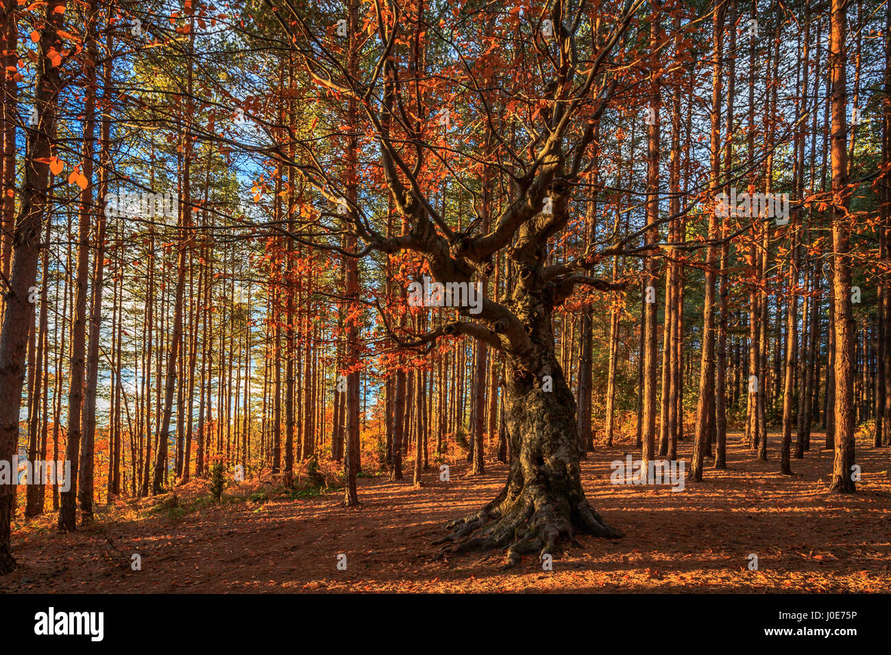 Old deciduous tree among a pine forest Stock Photo Alamy