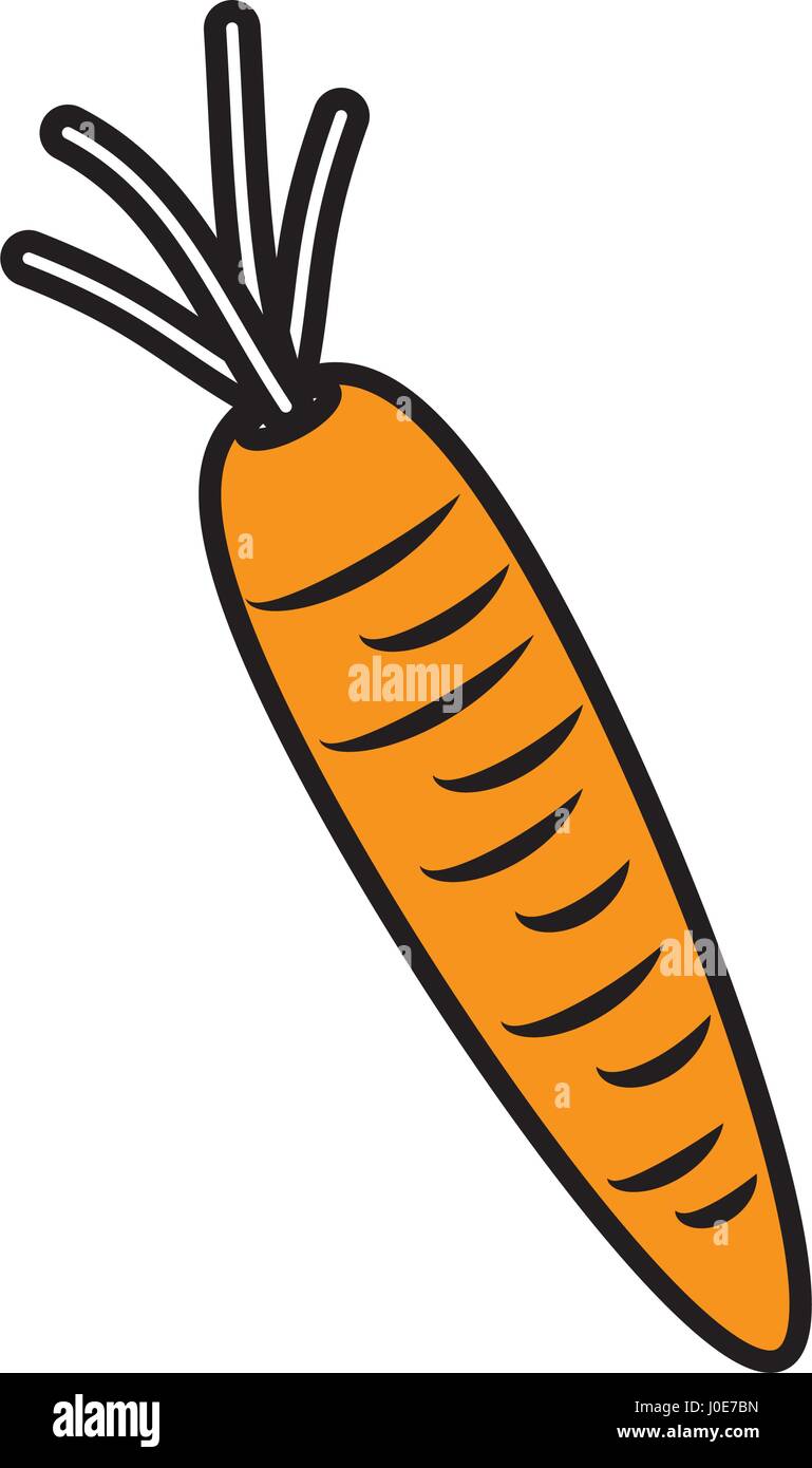 carrot vegetable healthy nutrition Stock Vector Image & Art Alamy