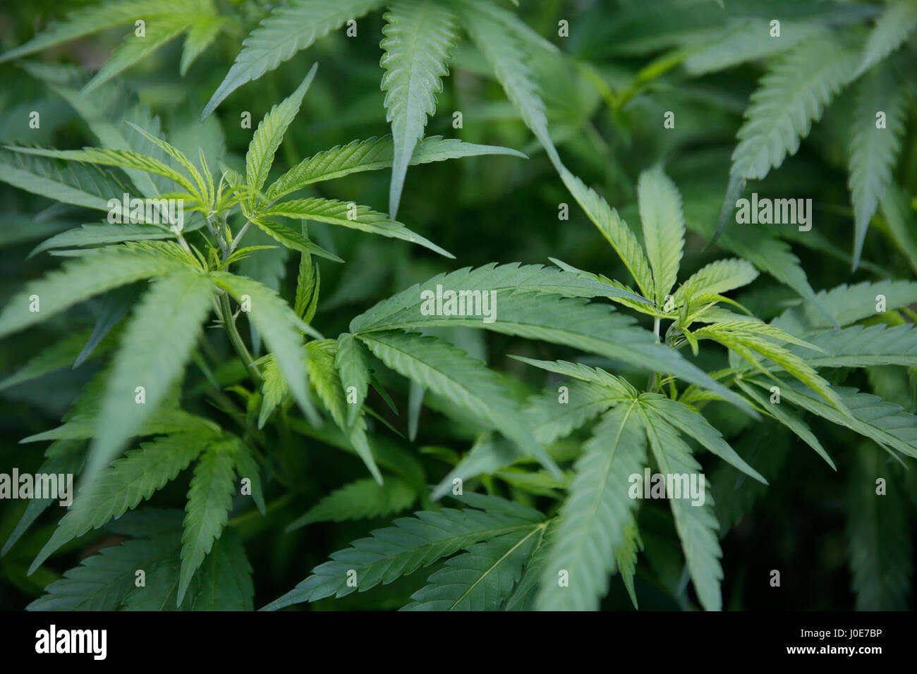 Marijuana grows on a farm on July 10, 2015. Yurok Indian Reservation, California, United States. Stock Photo
