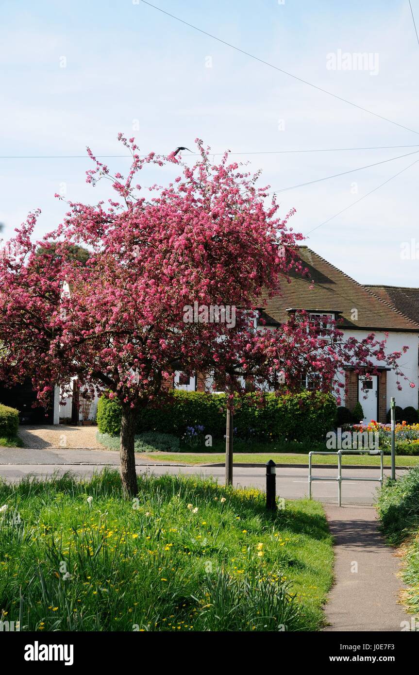 Footpath Rushden Road to Radwell Road, Milton Ernest, Bedfordshire Stock Photo