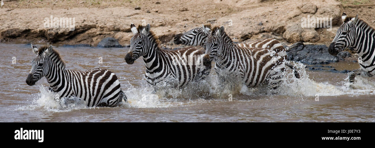 Group zebra crossing the river Mara. Kenya. Tanzania. National Park. Serengeti. Maasai Mara. Stock Photo