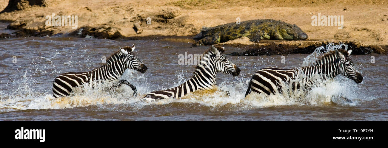 Group zebra crossing the river Mara. Kenya. Tanzania. National Park. Serengeti. Maasai Mara. Stock Photo