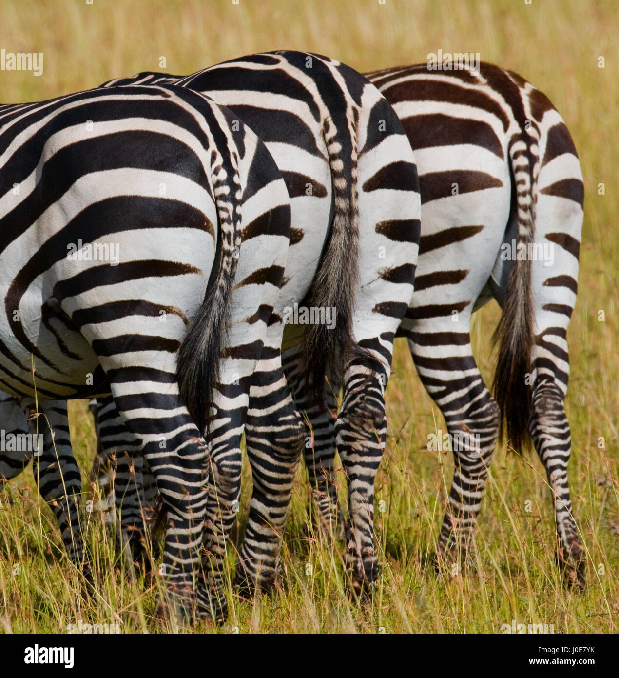 Zebra. Back view. Kenya. Tanzania. National Park. Serengeti. Maasai Mara. Stock Photo