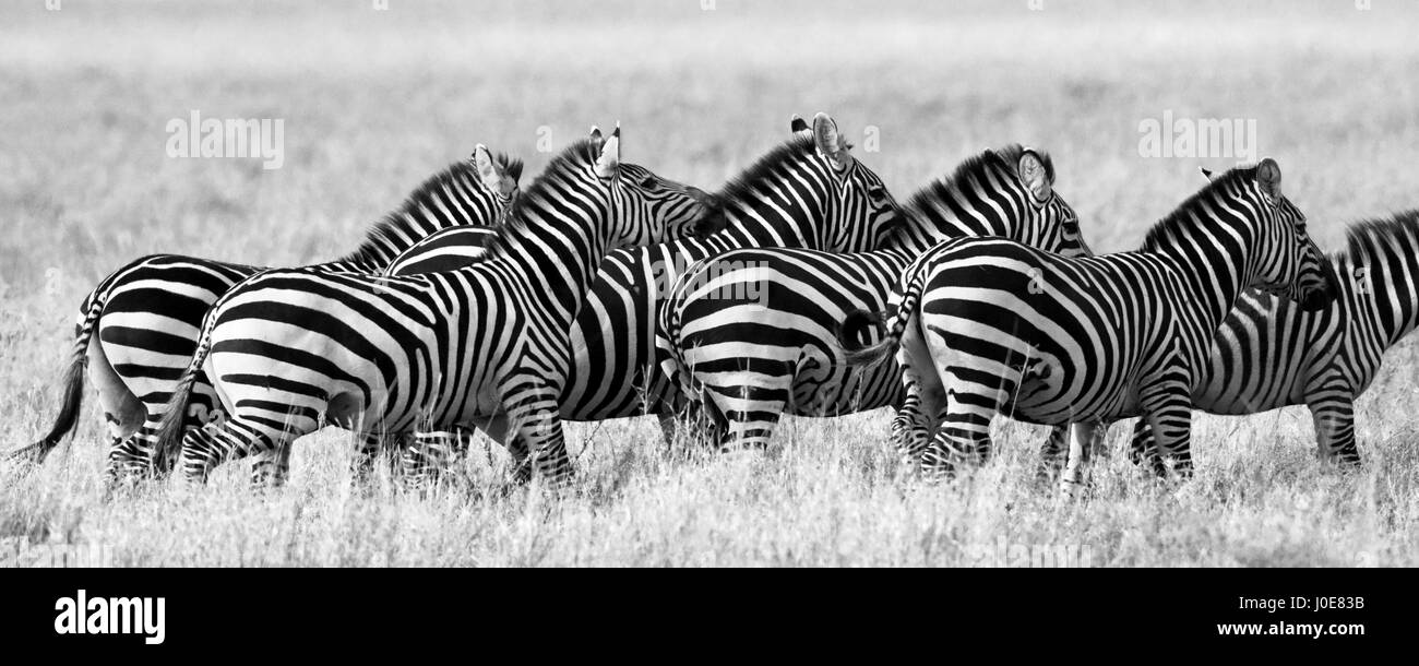 Group of zebras in the savannah. Kenya. Tanzania. National Park. Serengeti. Maasai Mara. Stock Photo