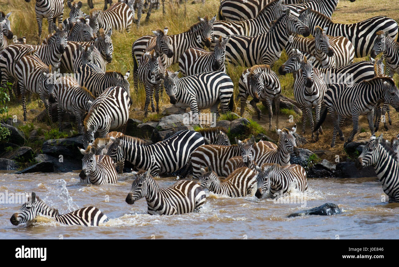 Group zebra crossing the river Mara. Kenya. Tanzania. National Park. Serengeti. Maasai Mara. Stock Photo