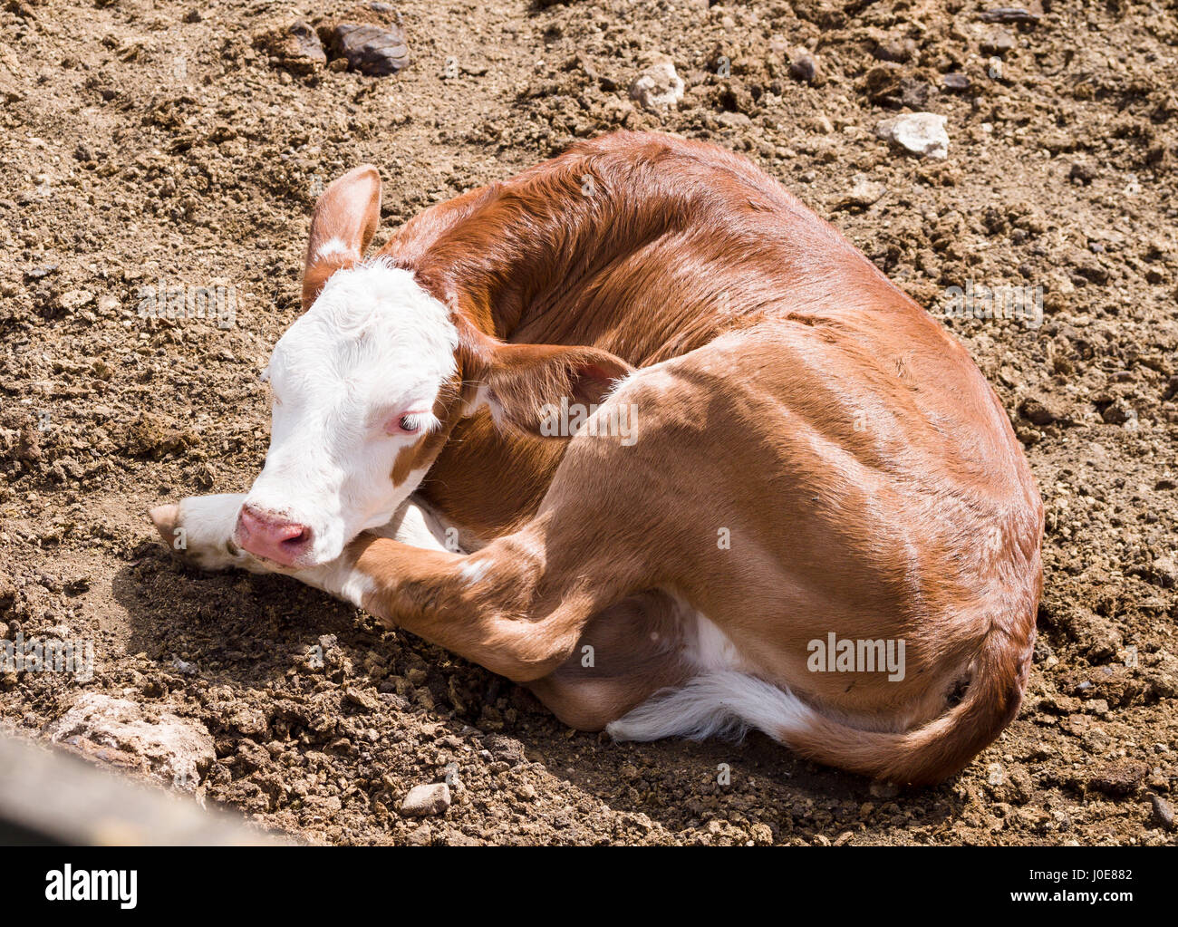 Resting Herford Calf. A small brown and white calf curled up and resting on the dirt in a paddock. Tizimín, Yucatán, Mexico Stock Photo