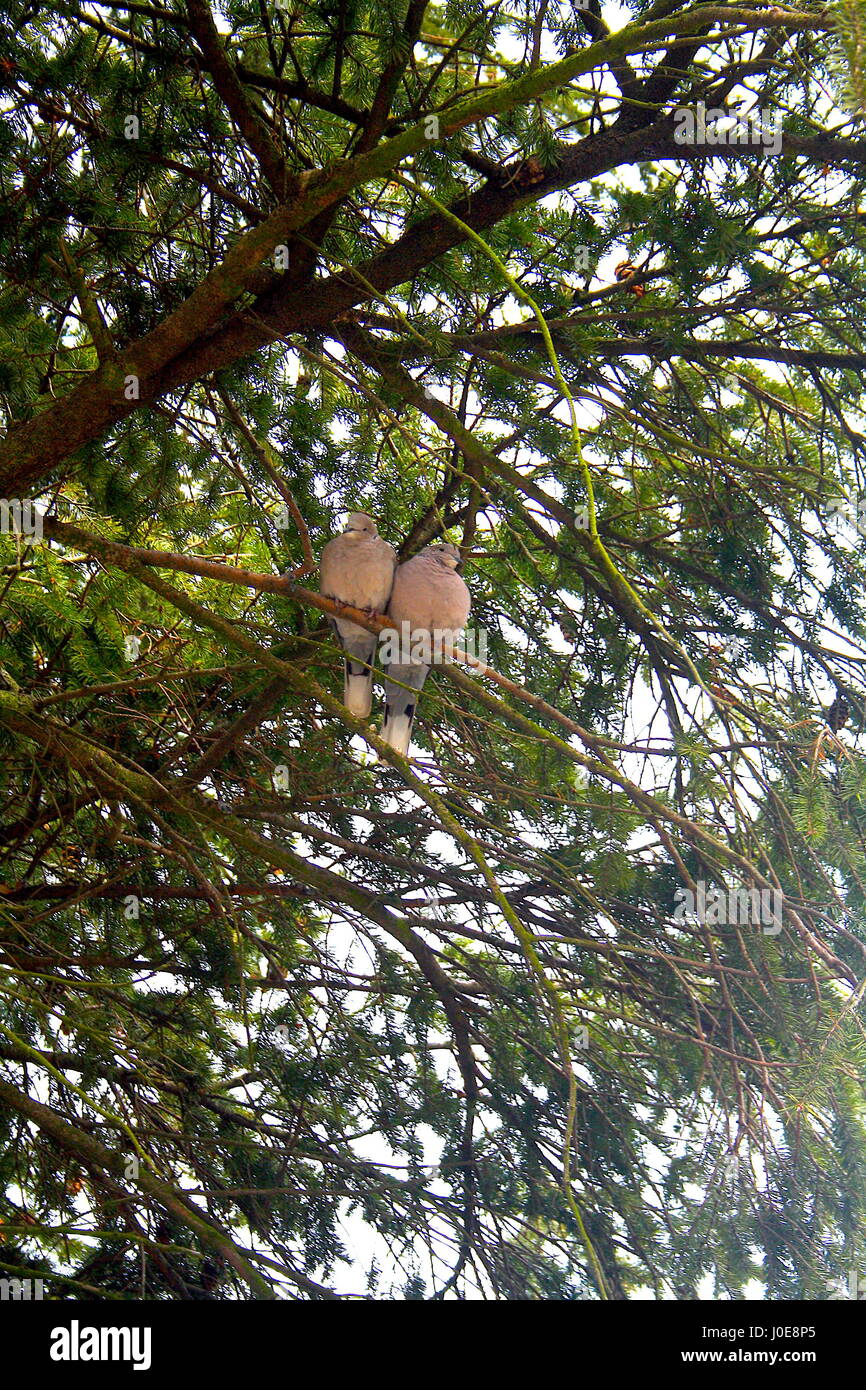 birds on a branch Stock Photo