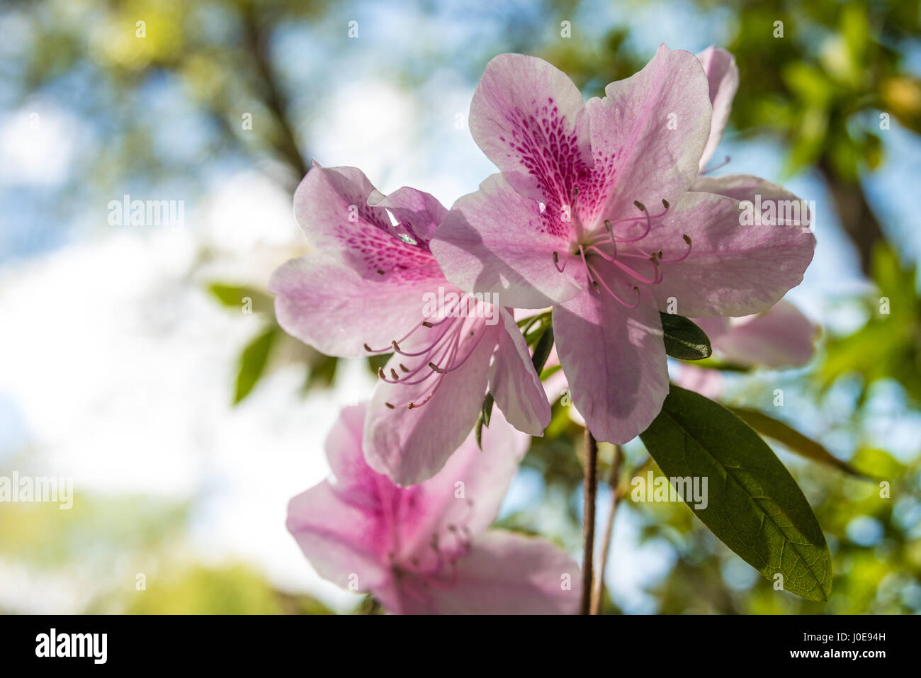 Beautiful pink and white azaleas at the Muskogee, Oklahoma Azalea