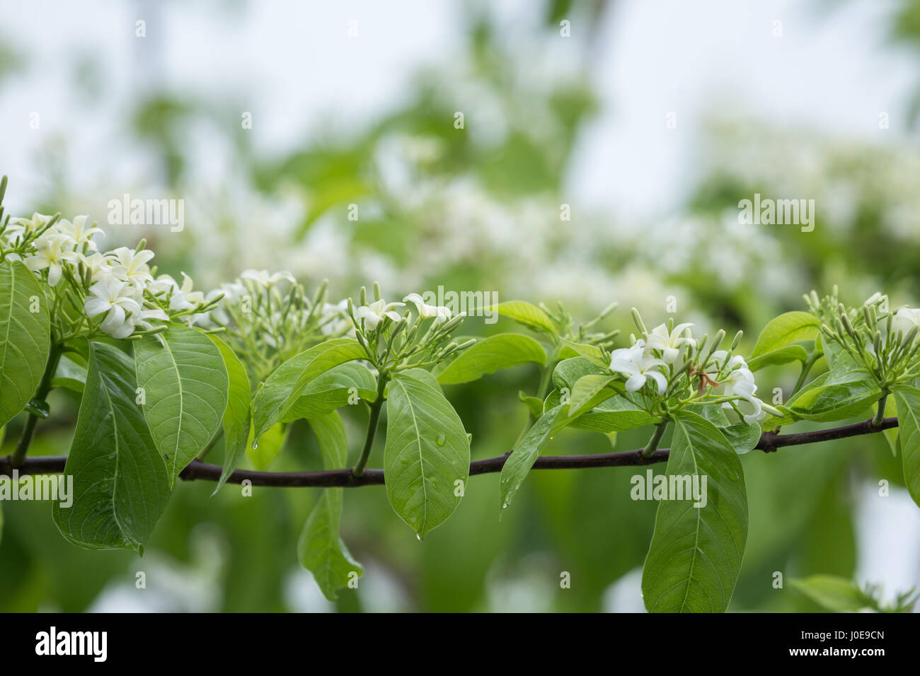 wild water plum flower with water droplets in the rain forest Stock Photo