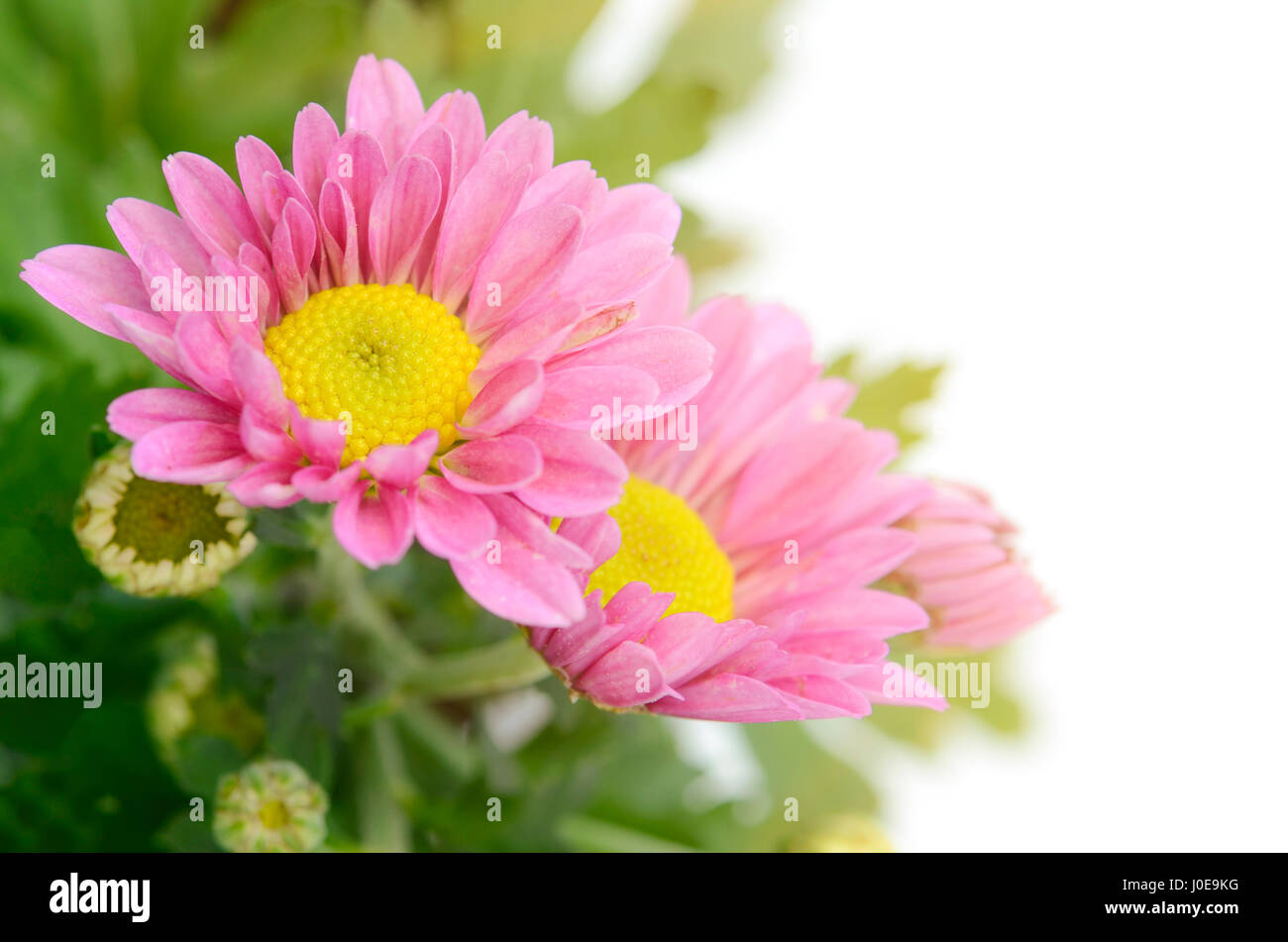 Spray Type of Pink Chrysanthemum (Dendranthemum grandifflora) in closed ...