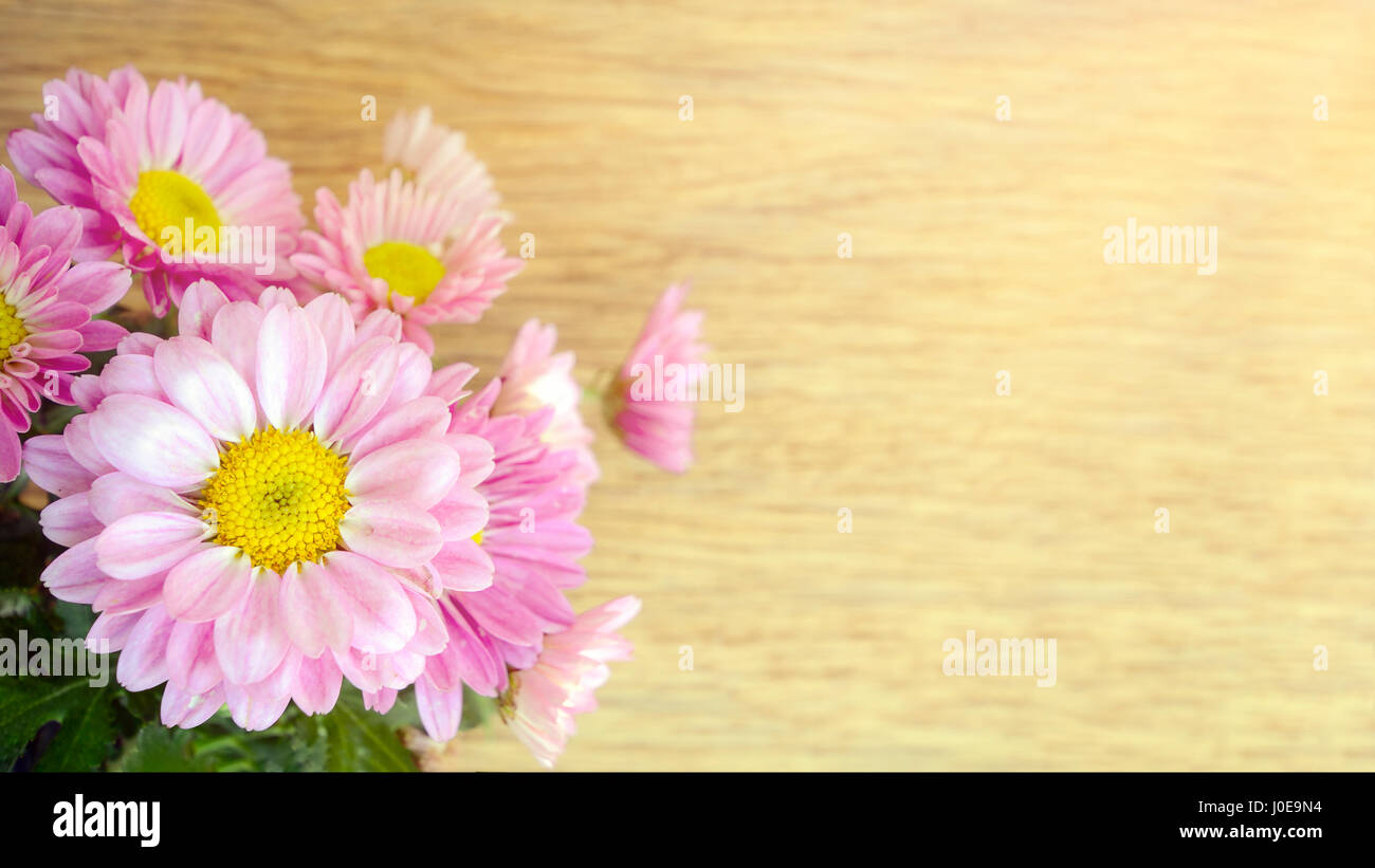 Spray Type of Pink Chrysanthemum (Dendranthemum grandifflora) in closed ...