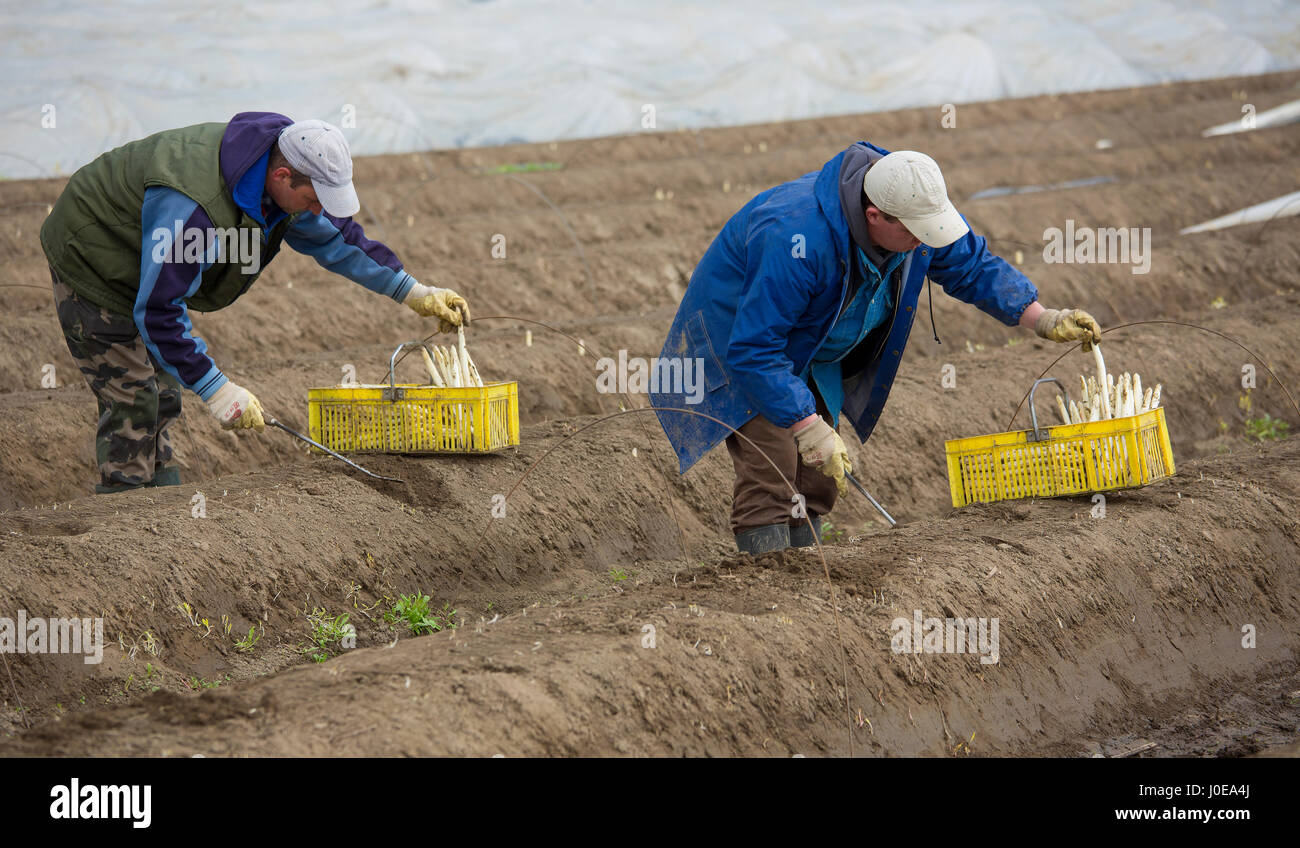 Asparagus harvest, asparagus field, workers cutting asparagus
