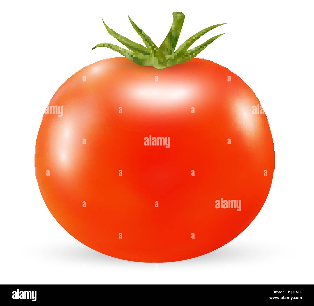 real 3d tomato on a white background Stock Vector