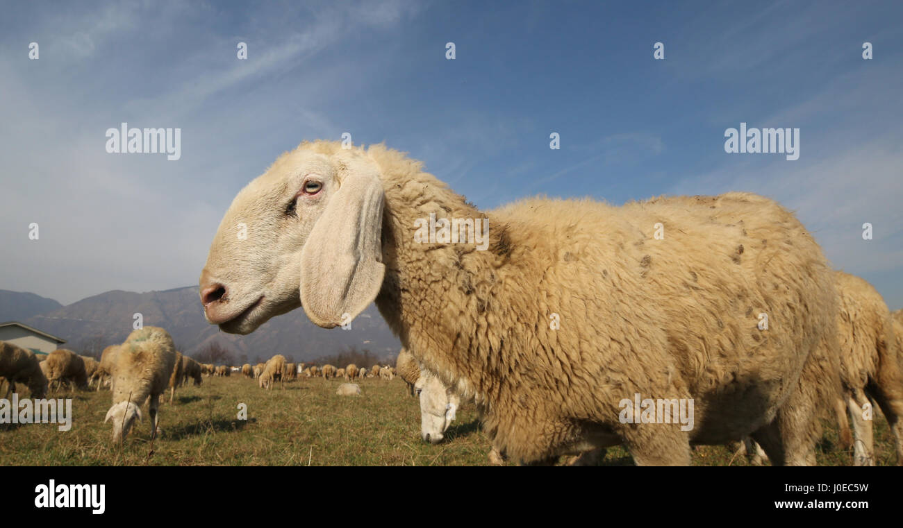 muzzle of a white sheep of a large flock grazing in winter Stock Photo ...