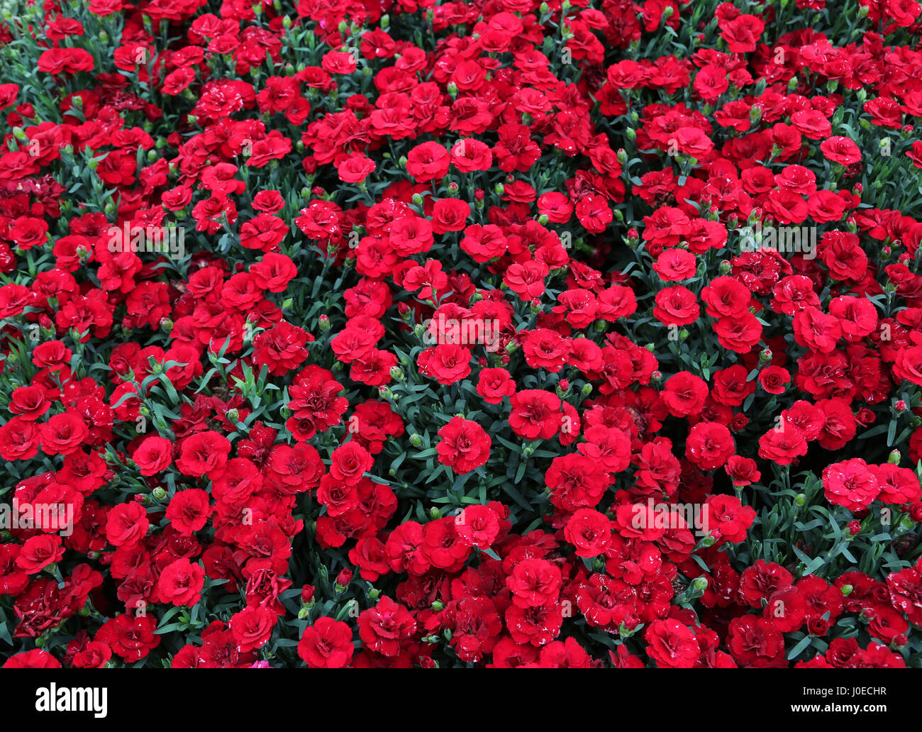background of red carnations bloom in spring in the greenhouse for sale
