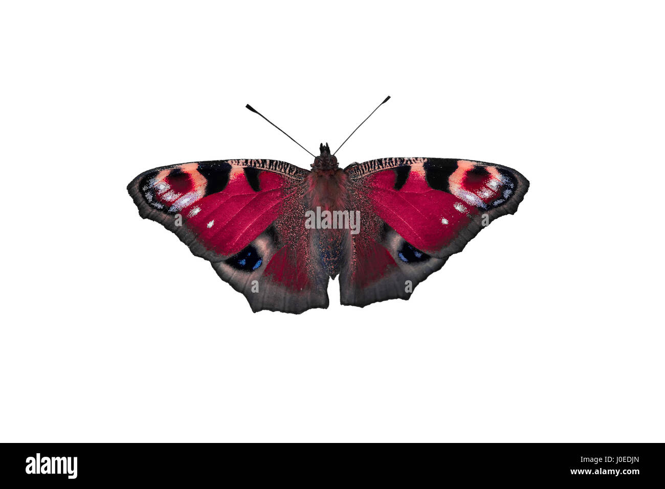 Colorful butterfly isolated on white background Stock Photo