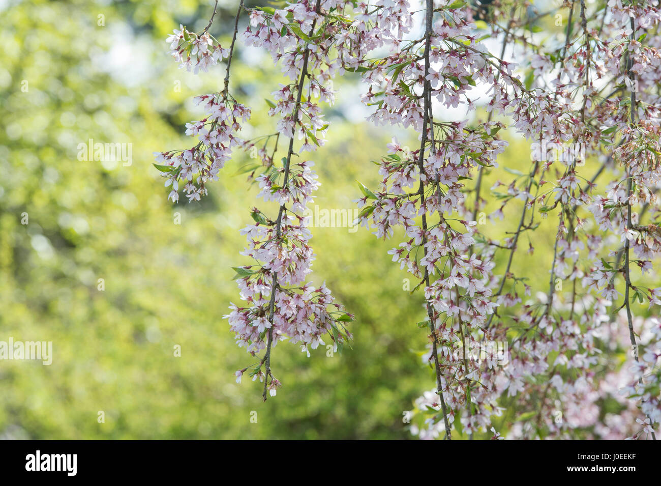 Prunus Pendula Pendula Rosea. Drooping rosebud cherry tree blossom in spring Stock Photo
