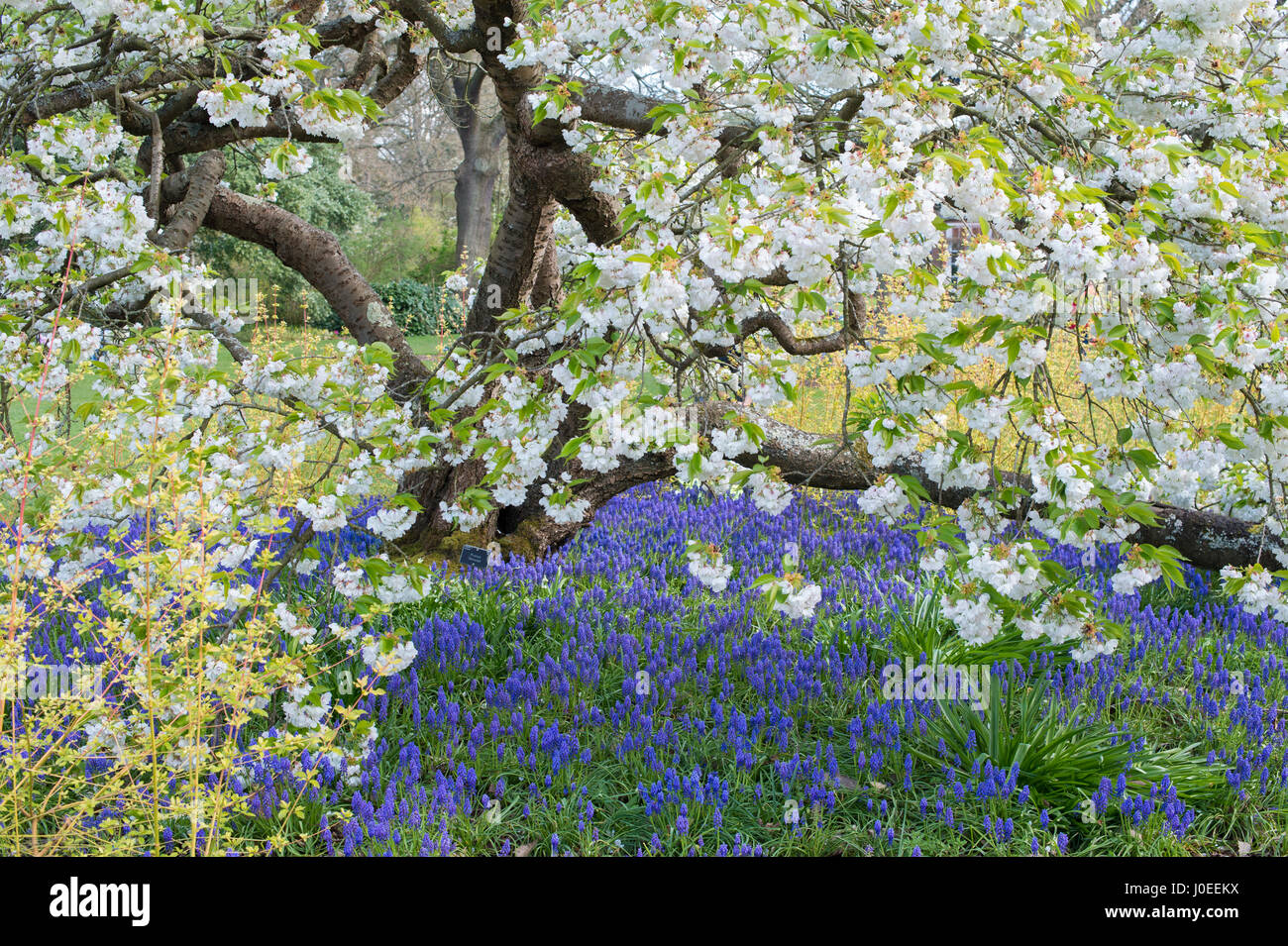 Prunus shirotae. Japanese cherry tree in blossom and Grape hyacinth flowers at RHS Wisley Gardens Stock Photo