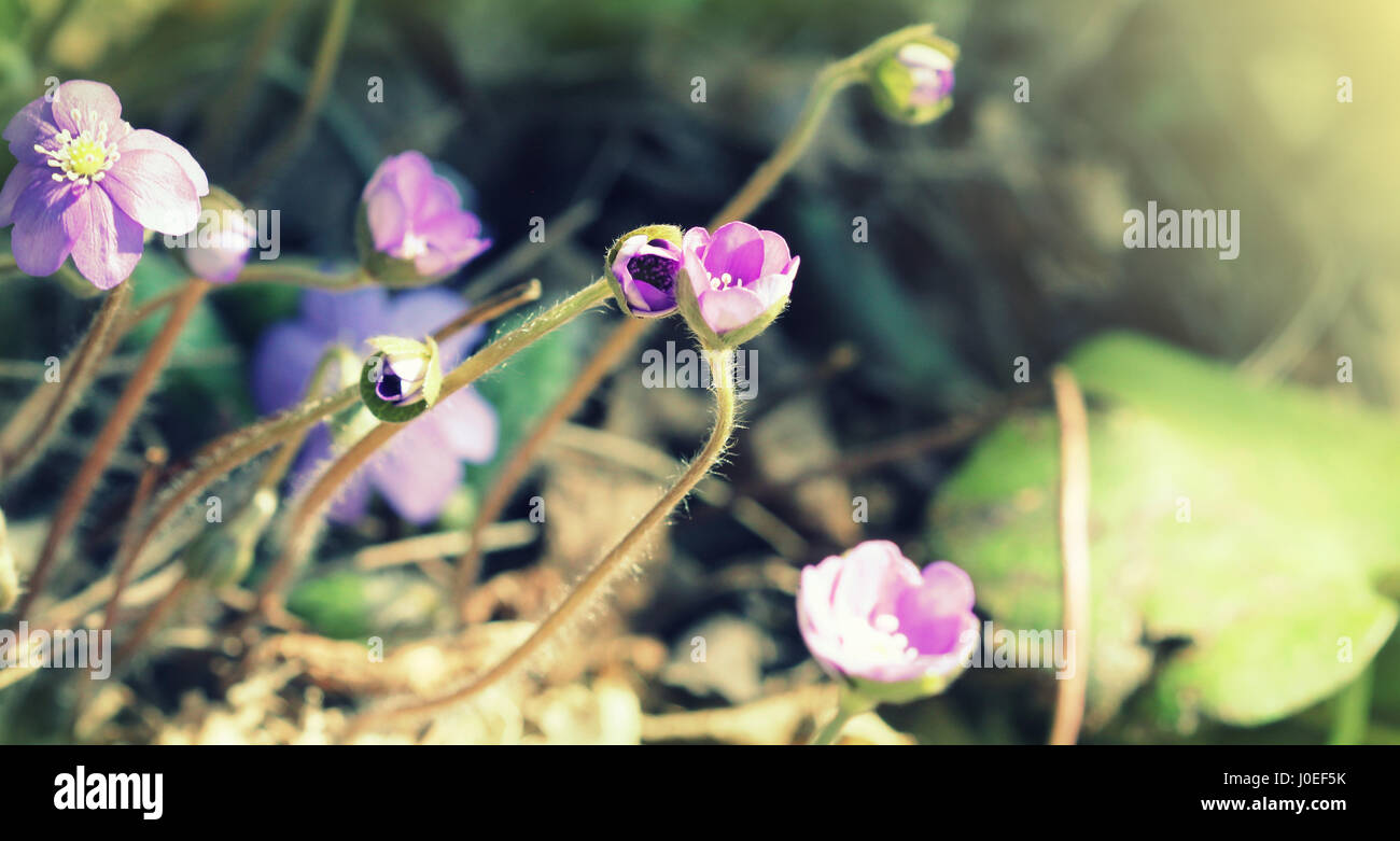 Blue flowers of Hepatica Nobilis also liverwort, kidneywort, pennywort, Anemone hepatica. Stock Photo