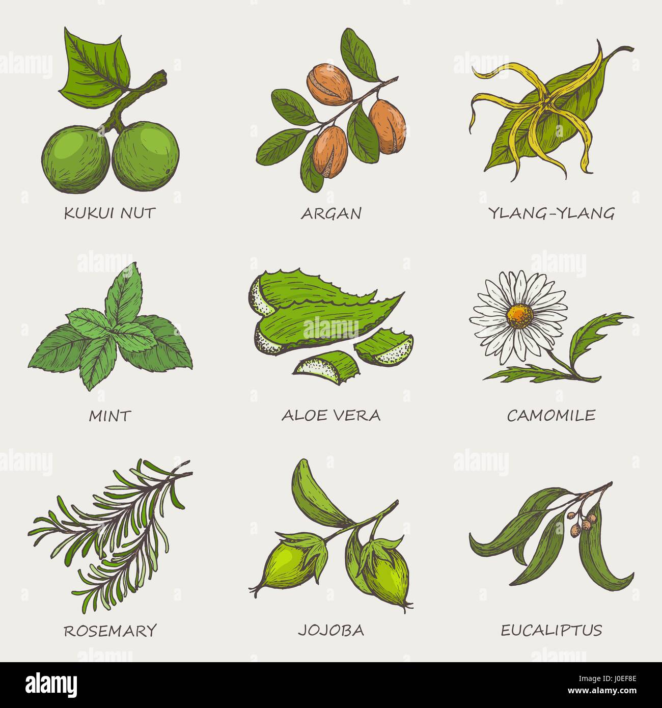 set-of-herbs-and-plants-hand-drawn-icons-that-are-used-in-cosmetics-and