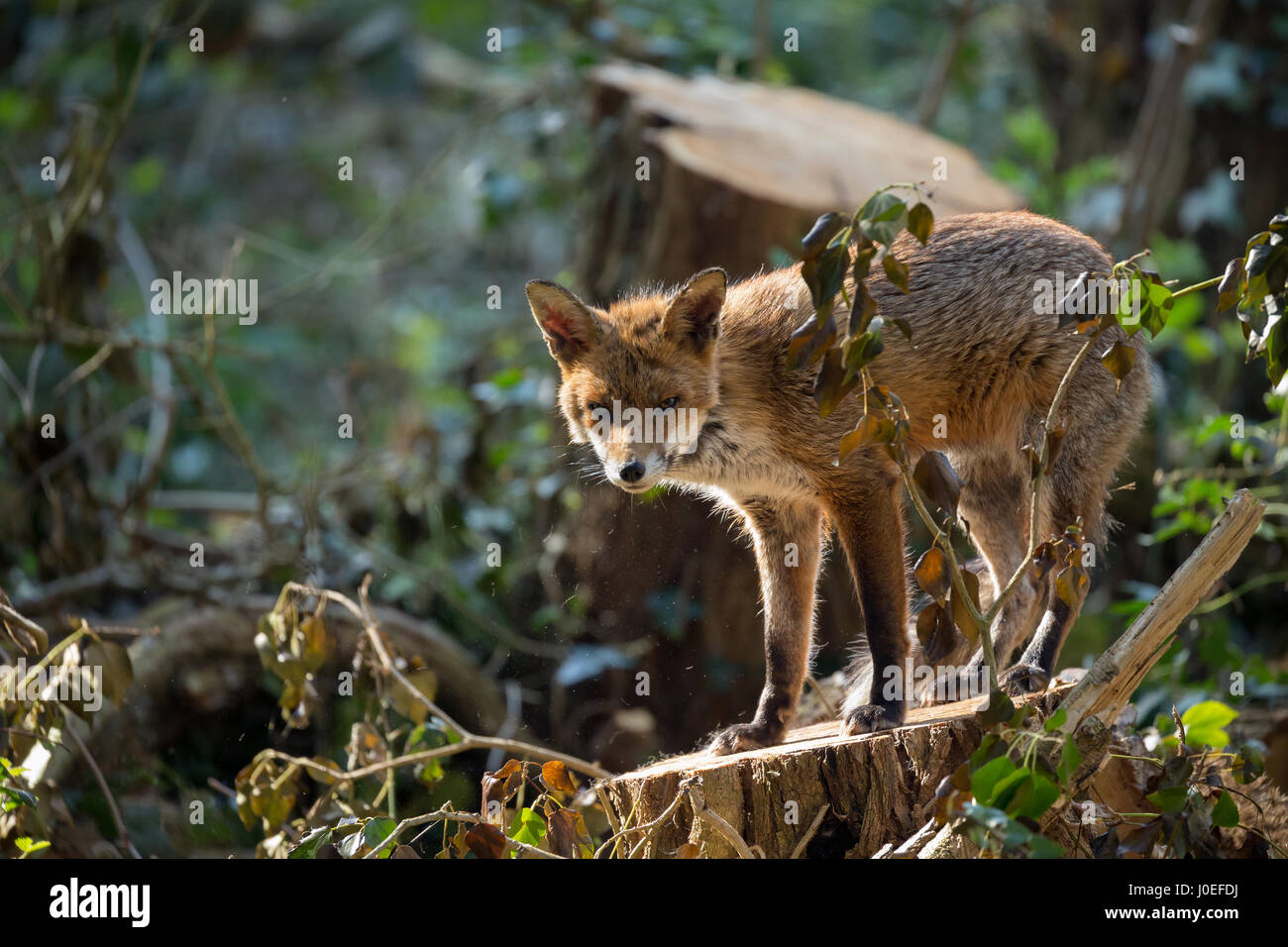 Red fox daylight encounter Stock Photo