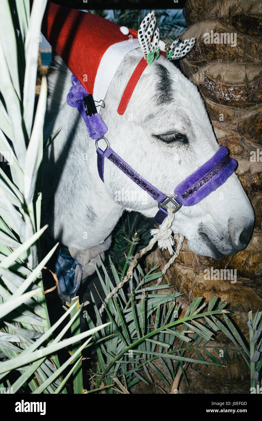 Donkey christmas hat hires stock photography and images Alamy