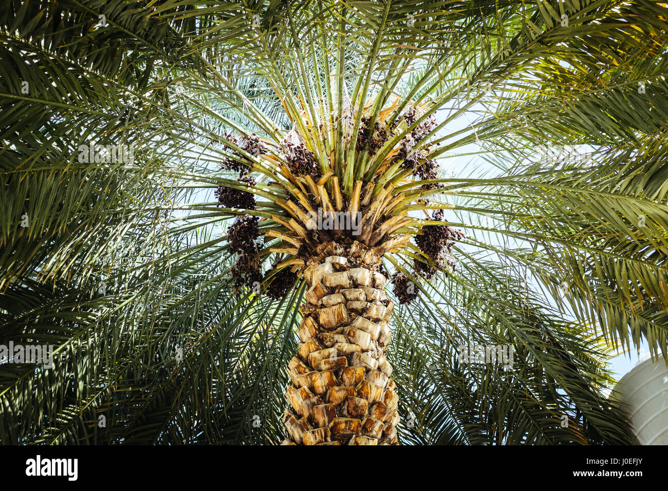 Date palm tree in Nizwa, Oman Stock Photo Alamy
