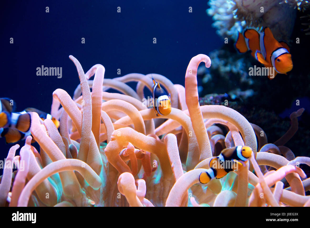 SEATTLE, WASHINGTON, USA - JAN 25th, 2017: Sea anemone and a group of clown fish in marine aquarium on blue background. Stock Photo