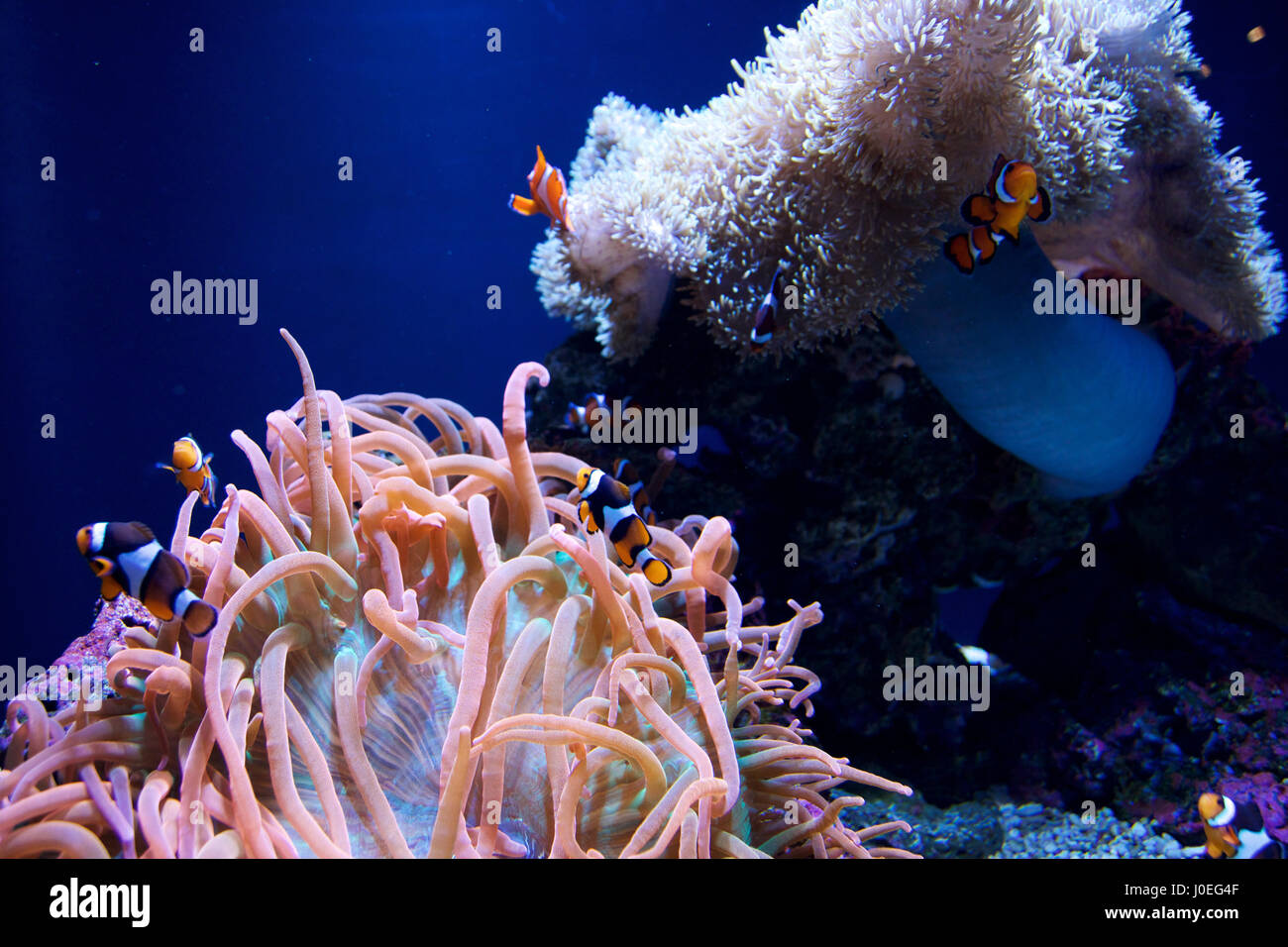 SEATTLE, WASHINGTON, USA - JAN 25th, 2017: Sea anemone and a group of clown fish in marine aquarium on blue background. Stock Photo
