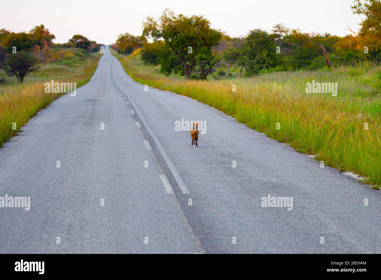 Black-backed jackal Canis mesomelas running down road Stock Photo