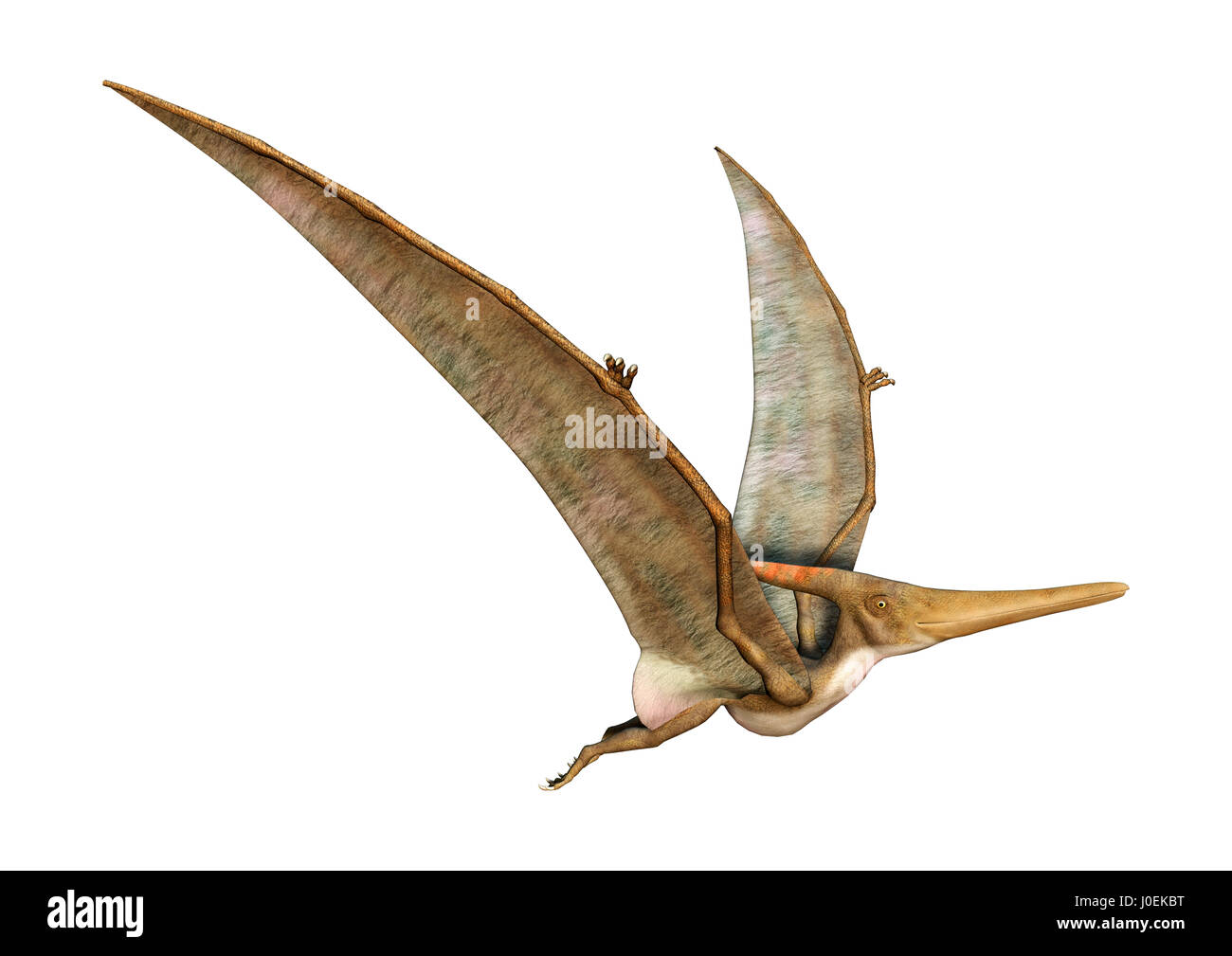 Pterodactyl, Illustration - Stock Image - C027/4502 - Science Photo Library