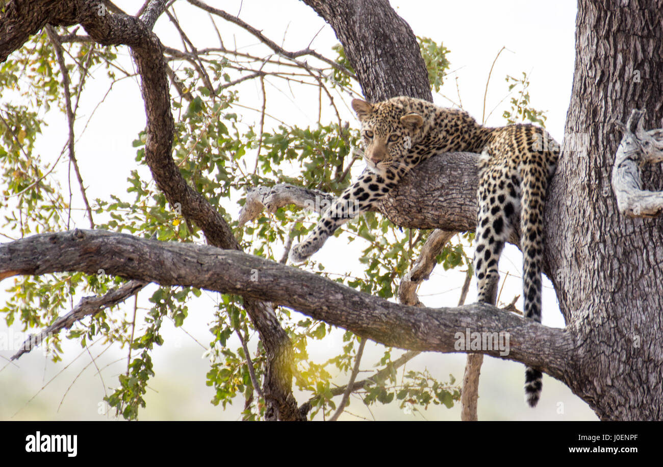 A leopard rests in a tree in Kruger national park, South Africa Stock ...