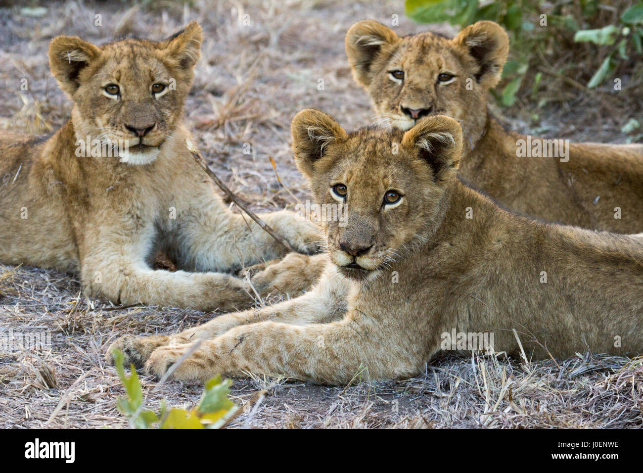 Three lion cubs rest together after eating there fill of a recently caught cape buffalo Stock Photo