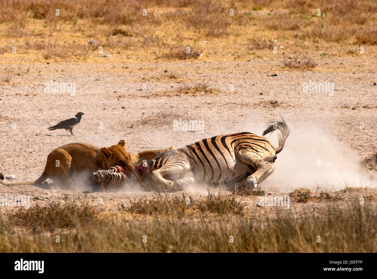Zebra Kill Stock Photos & Zebra Kill Stock Images Alamy