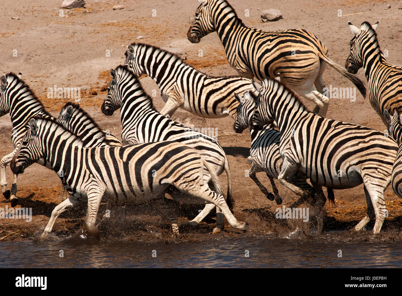Zebra stampede at Nebrowni Waterhole, Etosha National Park, Namibia Stock Photo