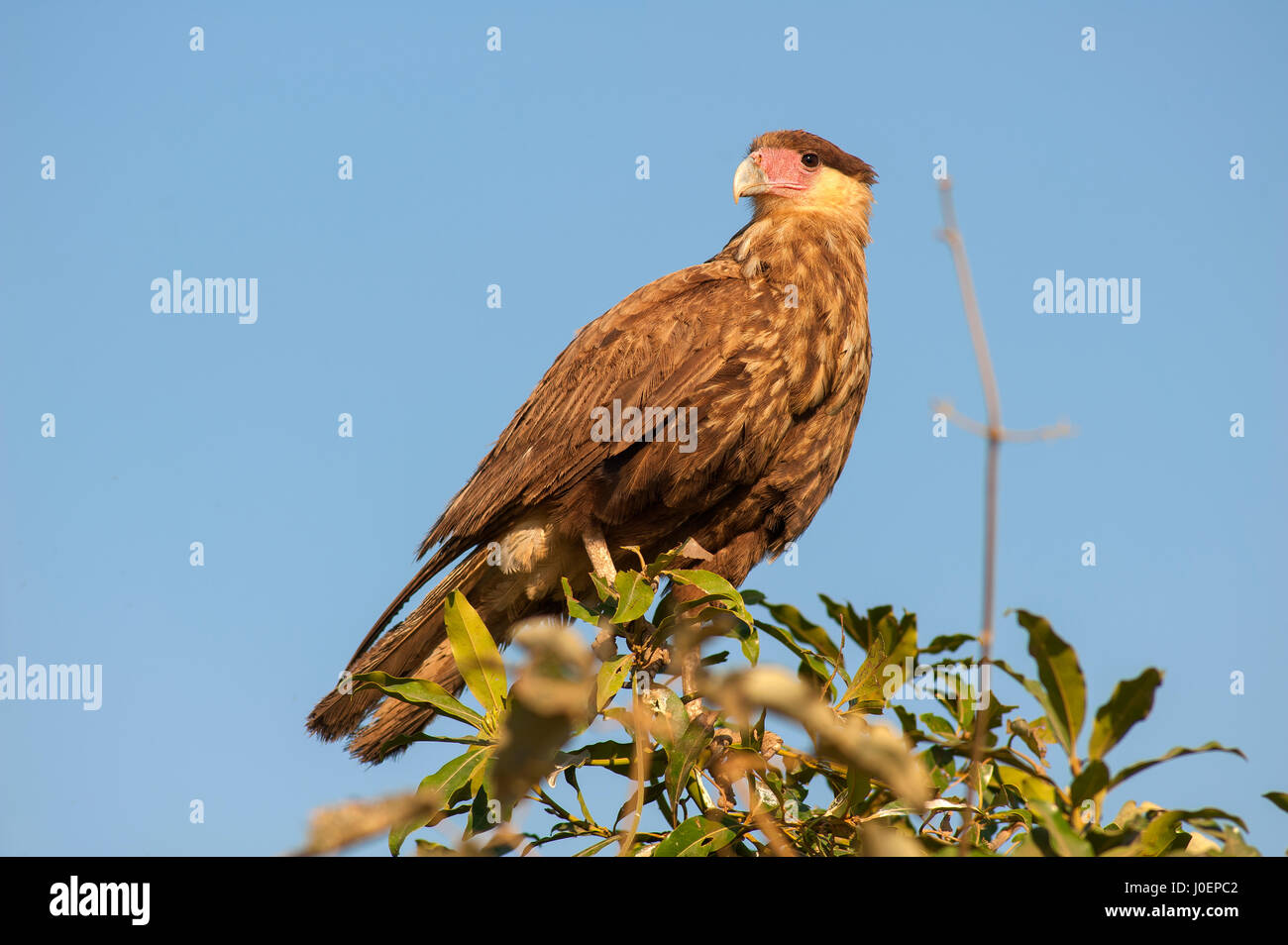 Carcará, brazilian bird of prey at Pantanal of Mato Grosso, Brazil Stock  Photo - Alamy, image size:1300x954