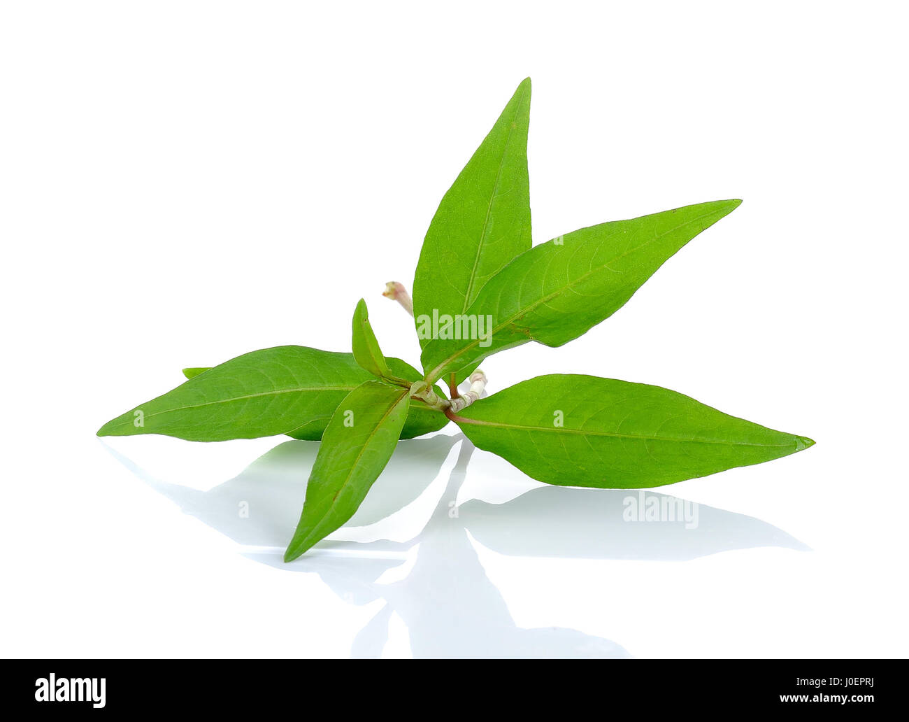 Hot mint, Vietnamese mint isolated on white background Stock Photo Alamy