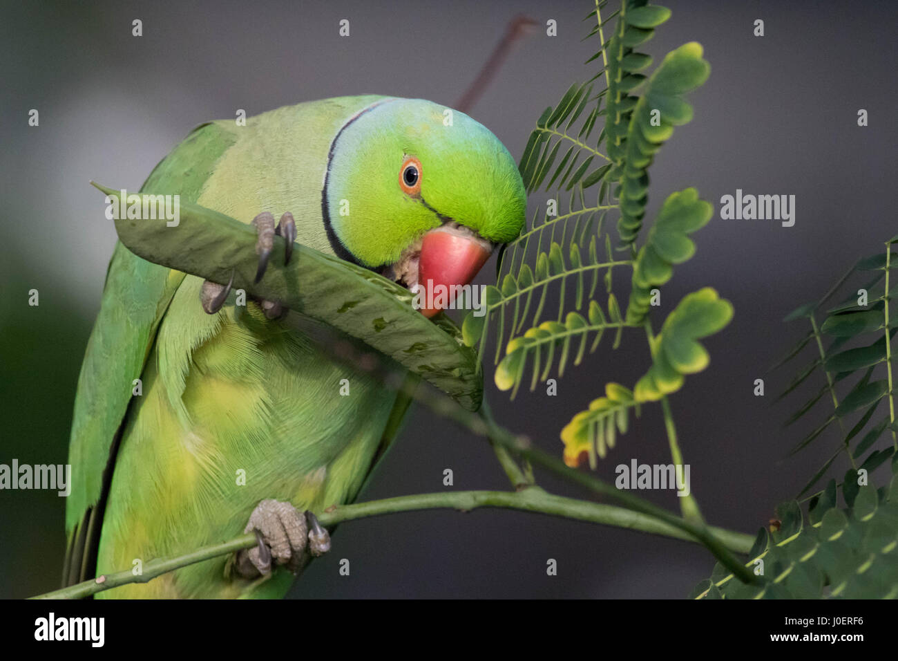 Birds eating pea plants hires stock photography and images Alamy