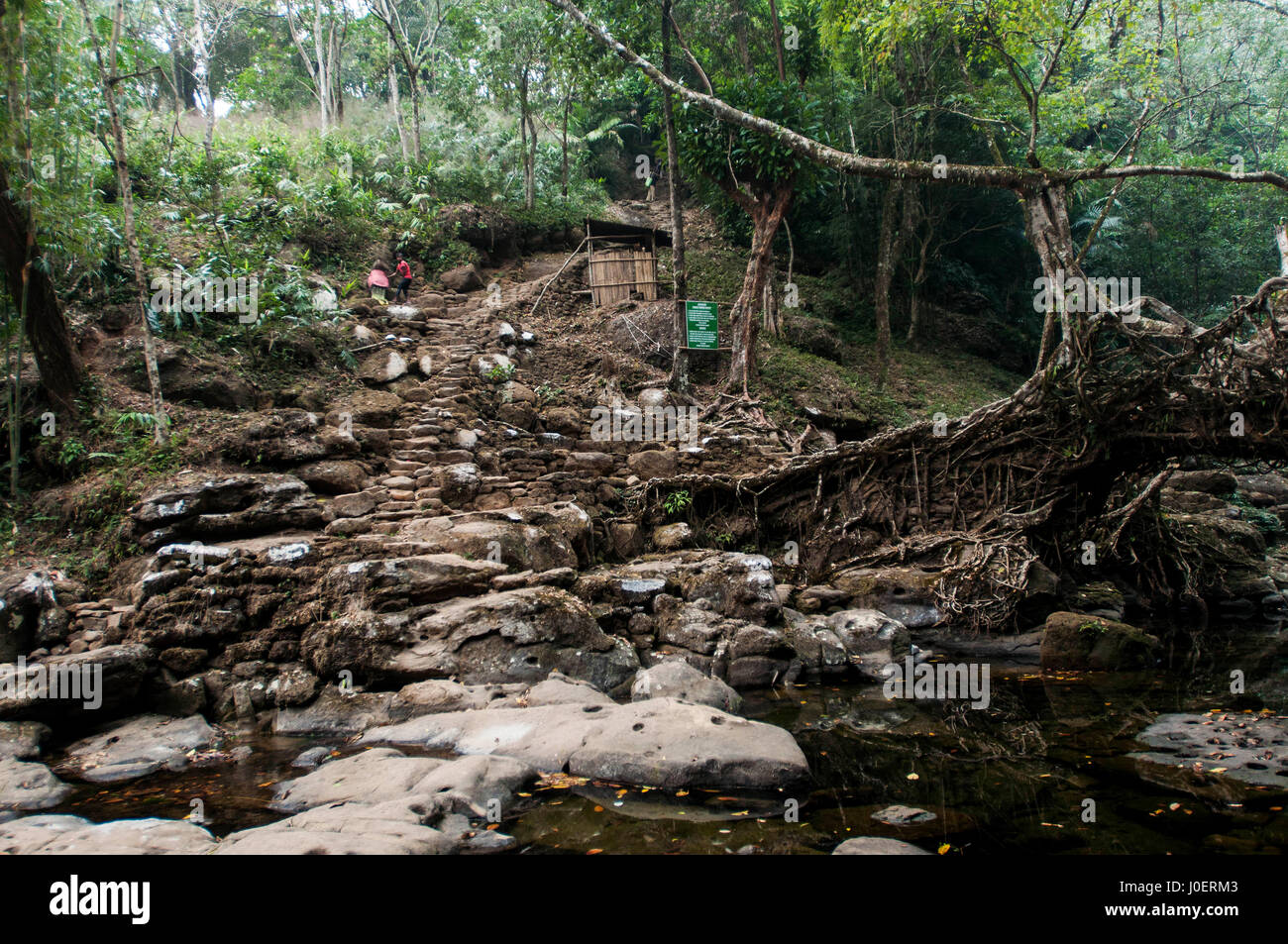 Root bridge, mawlynnong, meghalaya, india, asia Stock Photo