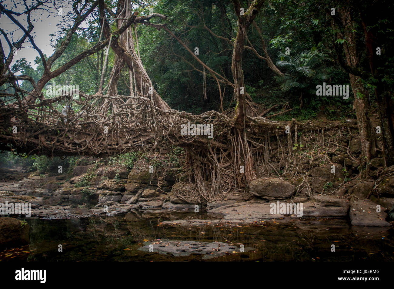 Root bridge, mawlynnong, meghalaya, india, asia Stock Photo